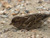 Passer domesticus 4, Huismus, female, Saxifraga-Luc Hoogenstein