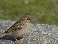 Passer domesticus 40, Huismus, Saxifraga-Willem van Kruijsbergen