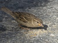 Passer domesticus 41, Huismus, Saxifraga-Willem van Kruijsbergen