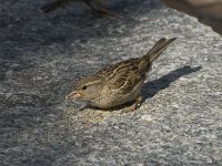 Passer domesticus 42, Huismus, Saxifraga-Willem van Kruijsbergen