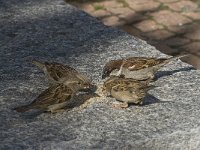 Passer domesticus 43, Huismus, Saxifraga-Willem van Kruijsbergen