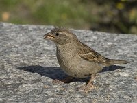 Passer domesticus 44, Huismus, Saxifraga-Willem van Kruijsbergen