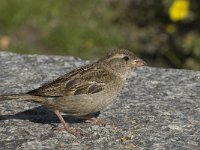 Passer domesticus 45, Huismus, Saxifraga-Willem van Kruijsbergen