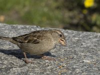 Passer domesticus 46, Huismus, Saxifraga-Willem van Kruijsbergen