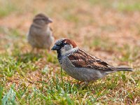 Passer domesticus 48, Huismus, Saxifraga-Rudmer Zwerver