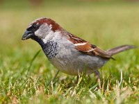 Passer domesticus 49, Huismus, Saxifraga-Rudmer Zwerver