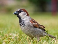 Passer domesticus 50, Huismus, Saxifraga-Rudmer Zwerver