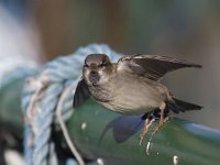 Passer domesticus 52, Huismus, Saxifraga-Mark Zekhuis