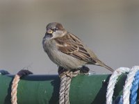 Passer domesticus 53, Huismus, Saxifraga-Mark Zekhuis