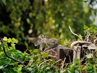 Passer domesticus 54, Huismus, Saxifraga-Piet Munsterman