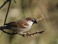 Passer domesticus 57, Huismus, male, Saxifraga-Harry van Oosterhout