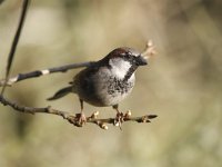 Passer domesticus 58, Huismus, male, Saxifraga-Harry van Oosterhout