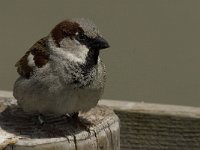 Passer domesticus 59, Huismus, male, Saxifraga-Jan van der Straaten