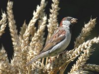 Passer domesticus 6, Huismus, male, Saxifraga-Piet Munsterman