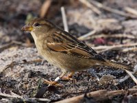 Passer domesticus 60, Huismus, Saxifraga-Bart Vastenhouw