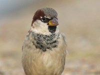 Passer domesticus 61, Huismus, Saxifraga-Bart Vastenhouw