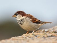 Passer domesticus 62, Huismus, Saxifraga-Bart Vastenhouw