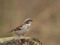 Passer domesticus 63, Huismus, Saxifraga-Jan Nijendijk