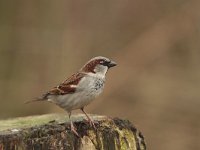 Passer domesticus 64, Huismus, Saxifraga-Jan Nijendijk