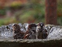 Passer domesticus 65, Huismus, Saxifraga-Hans Dekker