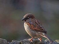 Passer domesticus 66, Huismus, Saxifraga-Hans Dekker