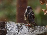 Passer domesticus 68, Huismus, Saxifraga-Hans Dekker