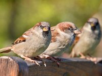 Group of House Sparrow  Group of House Sparrow (Passer domesticus) on the Back of a Terrace Chair : Avian, Netherlands, animal, beautiful, bird, brown, cafe, chair, closeup, cute, domesticus, european, face, fauna, fluffy, garden, grass, green, group, horizontal, house, male, nature, ornithology, outdoor, pair, passer, patio, perching, plumage, porch, poultry, rest, restaurant, season, side, sit, sitting, small, sparrow, sunny, tail, terrace, three, tiny, view, watch, wild, wilderness, wildlife