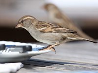 Passer domesticus 73, Huismus, Saxifraga-Bart Vastenhouw