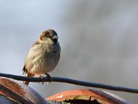 Passer domesticus 74, Huismus, Saxifraga-Theo Verstrael