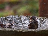 Passer domesticus 75, Huismus, Saxifraga-Hans Dekker