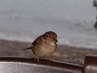 Passer domesticus 76, Huismus, Saxifraga-Hans Dekker