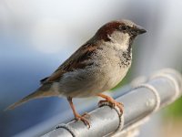 Passer domesticus 78, Huismus, Saxifraga-Bart Vastenhouw