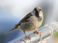 Passer domesticus 79, Huismus, Saxifraga-Bart Vastenhouw