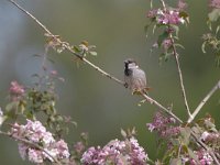 Passer domesticus 8, Huismus, Saxifraga-Mark Zekhuis