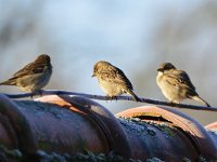 Passer domesticus 80, Huismus, Saxifraga-Theo Verstrael