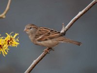 Passer domesticus 81, Huismus, Saxifraga-Luuk Vermeer