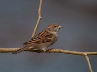 Passer domesticus 82, Huismus, Saxifraga-Luuk Vermeer