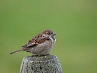 Passer domesticus 83, Huismus, Saxifraga-Luuk Vermeer