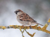 Passer domesticus 85, Huismus, Saxifraga-Luuk Vermeer