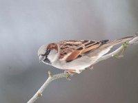 Passer domesticus 86, Huismus, Saxifraga-Luuk Vermeer