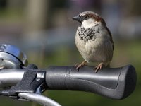 Huismus; House sparrow  Huismus; House sparrow : Friesland, Limburg, Natura 2000, Nederland, Schiermonnikoog, Wadden, Wadden sea, Waddeneiland, bedreigd, beschermd natuurgebied, bicycle, bird, common species, eiland, fiets, fietsstuur, house sparrow, huismus, kwetsbaar, lente, passer domesticus, rode lijst, spring, stadsnatuur, stadsvogel, stuur, the Netherlands, vogel, voorjaar