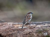 Passer domesticus 96, Huismus, Saxifraga-Luuk Vermeer