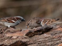 Passer domesticus 98, Huismus, Saxifraga-Luuk Vermeer