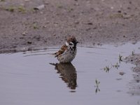 Passer montanus 34, Ringmus, Saxifraga-Luuk Vermeer