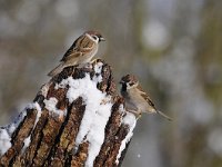 Passer montanus 42, Ringmus, Saxifraga-Luuk Vermeer