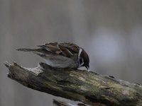 Passer montanus 43, Ringmus, Saxifraga-Luuk Vermeer