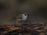 Passer montanus 45, Ringmus, Saxifraga-Luuk Vermeer