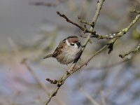 Passer montanus 50, Ringmus, Saxifraga-Luuk Vermeer