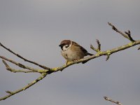 Passer montanus 52, Ringmus, Saxifraga-Luuk Vermeer