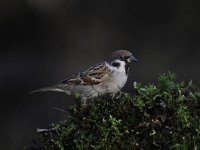 Passer montanus 56, Ringmus, Saxifraga-Luuk Vermeer